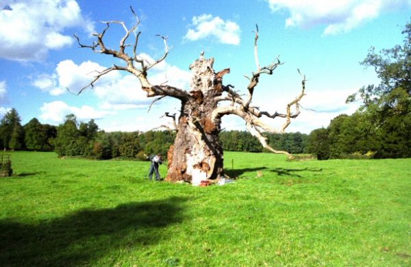 The Old Oak